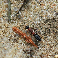 Metocha ichneumonides